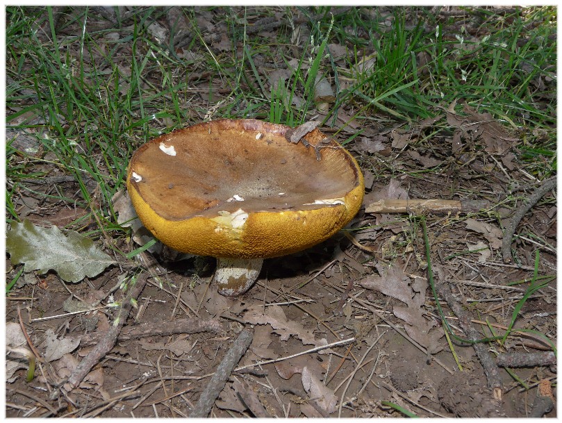 Stesso Boletus...?